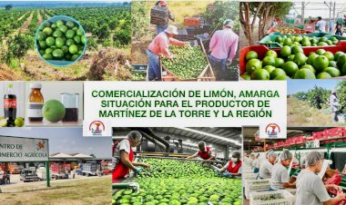 Producción de limón en Veracruz, amargo negocio