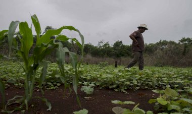 Pese a discursos oficiales, el campo yucateco, en el abandono