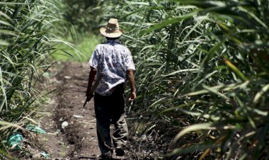 Estamos lejos del ingreso mínimo