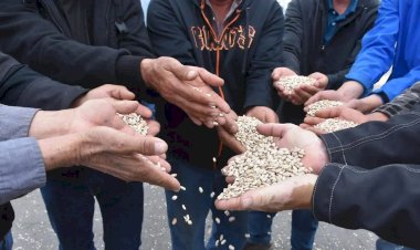 Crisis del frijol en Chihuahua refleja castigo federal al campo: Lenin Nelson