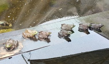 Reportaje | Sin fertilizante subsidiado, campesinos crean alternativas para mantener sus cultivos