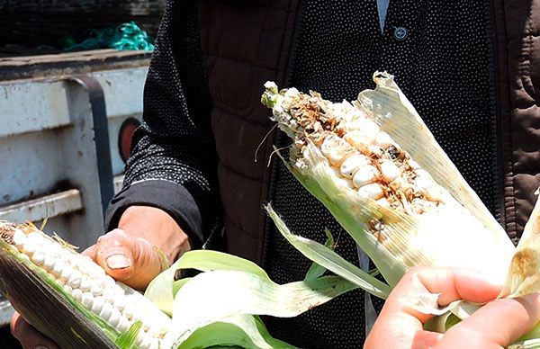 Pequeños productores de maíz cacahuazintle no obtienen ganancias por  comercializar su siembra - Movimiento Antorchista Nacional